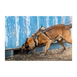5.11 - AROS K9 Hundehalsbånd Bred // Ranger Green